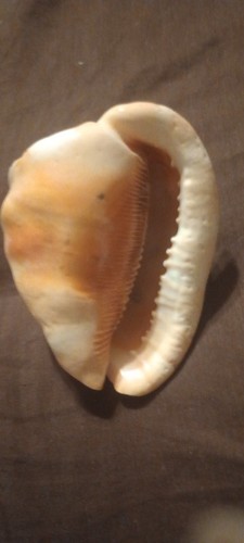 Stunning Handcarved Old Seashell Young Lady Cameo 41/2"By31/2" GM - Picture 5 of 5