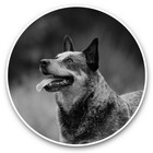 2 x Vinyl Stickers 25cm (bw) - Australian Cattle Dog Puppy  #35238