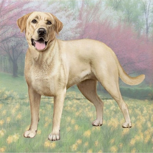 Dog Worlds Most Absorbent Ceramic Pet Coaster Labrador Yellow  Fast Shipping - Picture 1 of 4