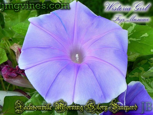 Wisteria Girl / Fuji Musume Japanese Morning Glory 6 Qty - Picture 1 of 6