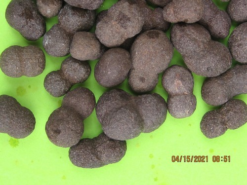 LOT OF 50 VOLCANIC MOQUI MARBLES MULTIPLES - Picture 2 of 3