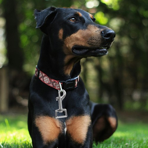 4pcs Dog Chain Buckle Dog Metal Buckle Clip Dog Strap Swivel Clip Dog Leash - Picture 3 of 12