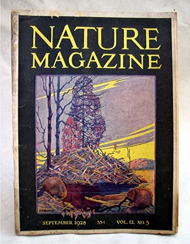 1928 Naturmagazin September 1928 - Spinnenjagd - Caulolepis Longidens - Bild 2 von 12