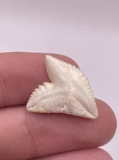 Large Modern 0.93” Tiger Shark Tooth from Scientific Study