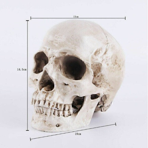 1:1 Totenkopf Schädel Skull Skelett Kopf Halloween Party Horror Gothic Deko Prop - Bild 3 von 7