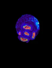WYSIWYG Rainbow Acan Lord Live Coral Frag Vibrant LPS for Reef Aquarium