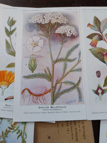 CPA PUBLICITAIRE PLANCHES DE BOTANIQUE 22 CARTES LABORATOIRE FUMOUZE DECO - Photo 3/6