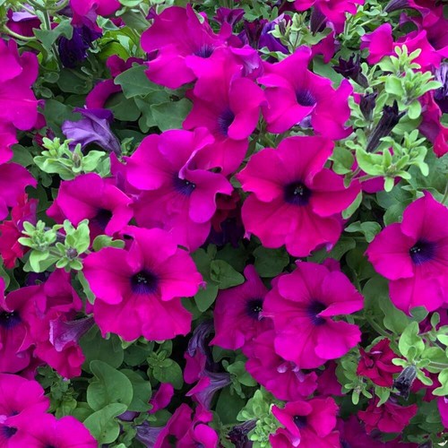 6 Trailing Petunia Surfinia Purple Hanging Basket Patio Plug Plants