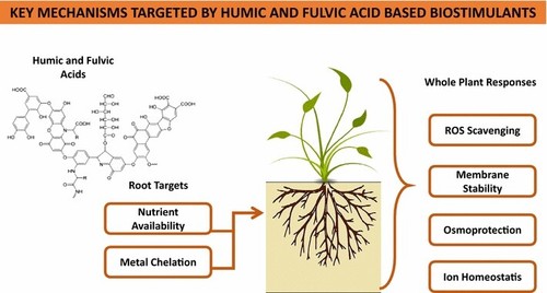 30% humic and fulvic acid solution 5 litre HIGHLY CONCENTRATED biostimulant - Picture 4 of 8
