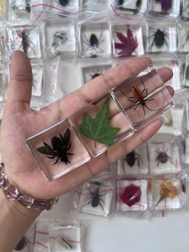 50 Stück Insektenpräparat Käfer in Harz Sammlung Blumenmuschel Pflanze Resin Lot - Bild 3 von 11