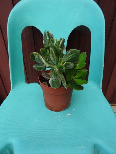 lot,chapeau  orange vintage 4piéces  robes ,vétements poupée  +mon jardin plante - Imagen 8 de 24