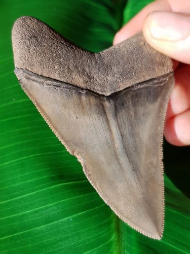 Dente affilato del megalodonte alto 8,1 cm con grande bourlette - fossile di dente di squalo - Foto 6 di 6