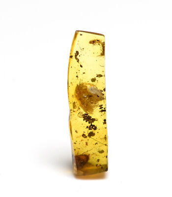 Scarce Gastropoda (Land Snail), in Burmese Amber