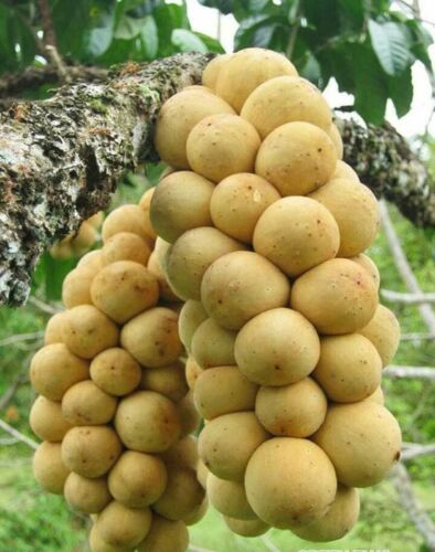 Graft LANGSAT LONGKONG Obstbaum 3-4ft Pflanze trägt schnell Früchte (Bestseller)