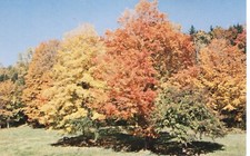 NATURE'S LAST HURRAH, AUTUMN IN VERMONT- PC5380