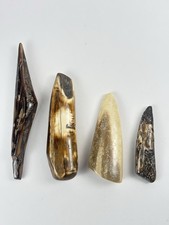 6 Fossil Mosasaur Teeth Morocco Polished Natural Enamel Marine Reptile Cretacios