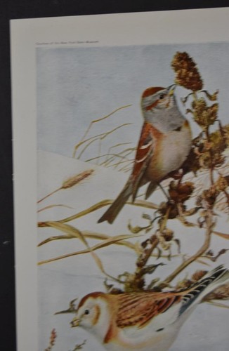 Antike Vogelkunst Ornithologie Vögel von New York Baumsperling 1923 Geschichte - Bild 5 von 8