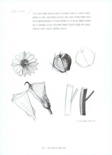보타니컬 아트 설렘.수채  Botanical Art with Watercolor - Korean Drawing Guide - Picture 10 of 12
