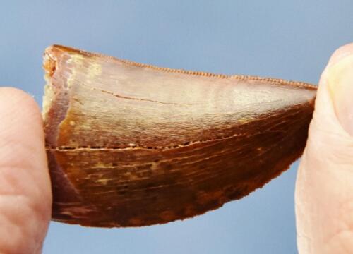 Grande dente africano Carcharodontosaurus T-rex 1,5" 50mm fossile 100 myo 507aa - Foto 2 di 16