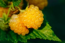 Salmonberry - Fruit bearing shrub - {RUBUS spectabilis} 50+ seeds Free Shipping!