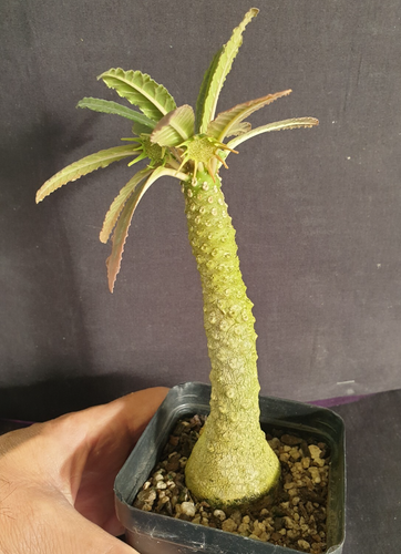 Dorstenia lavranos hybrid caudiciform succulent Rare - Picture 3 of 3