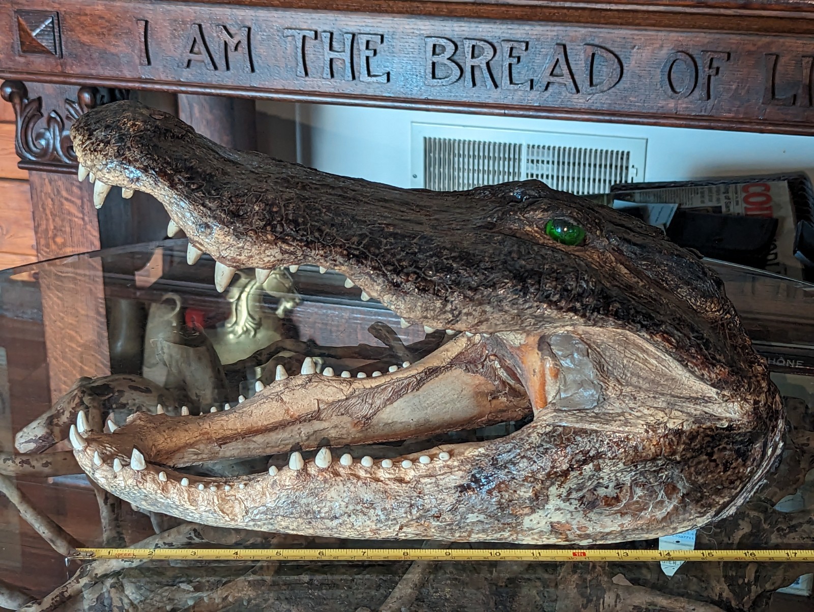 Taxidermy Alligator Gator Head Mount  Hunting Cabin Decor Lodge 16 Inches Long