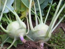 1000 Organic Early White Vienna Kohlrabi Seeds, NON - GMO, 2025 Season