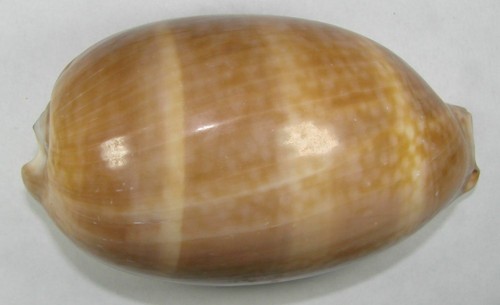 CYPRAEA CERVUS 111.77mm BEAUTIFUL SPECIMEN Boynton Reef, Florida - Picture 1 of 4