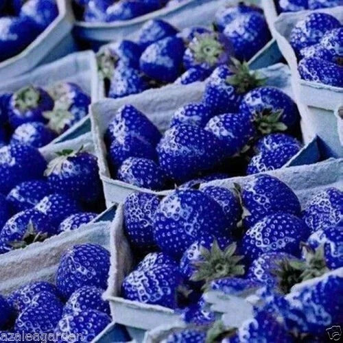 ROYAL PARADISE Rare Blue Strawberry Delicious Nutritious Fruit Seeb -60 Seebs. - Picture 2 of 3