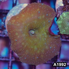 Item A1992IN1992 S WYSIWYG Indo Ultra Discosoma Mushroom Frag