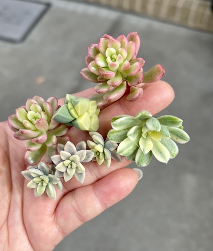 30 x Succulent Cuttings, NEW Variety, Freshly Cut - No Repeat - Picture 7 of 10