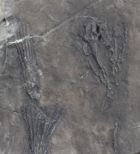 Cystoidea, Cheirocystis anatiformis, Ordovizium, Neuville Fm,Quebec, Kanada-c380 - Picture 1 of 5