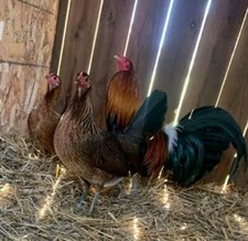 12 PURE MCLEAN HATCH CHICKEN HATCHING EGGS PAUL WEBSTER