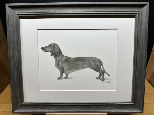 Drawing of a Red Standard Dachshund Dog Female Graphite Pencil Sketch Picture - Picture 1 of 18