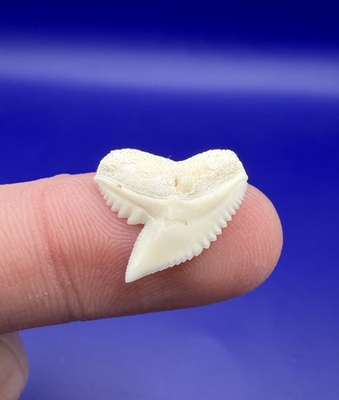 #ad Quality White Serrated Modern 0.68” Tiger Shark Tooth $16.00