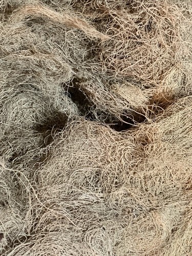 1 oz USNEA MOSS Lichen (Usnea Barbata) Old Mans Beard, SURVIVAL MOSS, FAST Ship - Picture 2 of 4