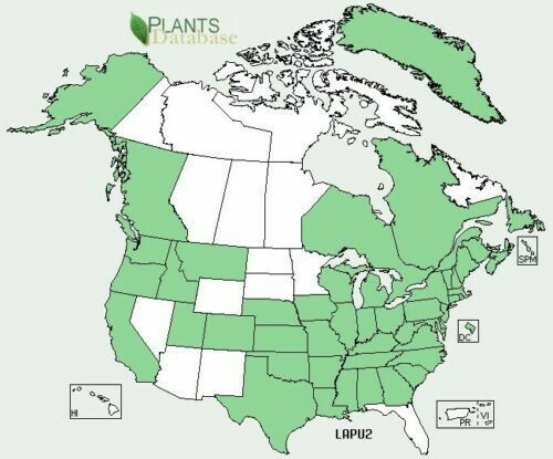 Lila Tote Brennnessel Samen ~ Lamium purpureum ~ Erzengel Bio Totnessel Hennebit - Bild 3 von 4