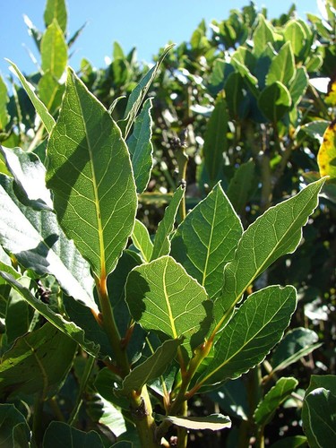 Bay Leaf Tree - 5-6" Tall Live Plant, Seedling, Sweet Bay Laurel, Laurus nobilis - Picture 12 of 12