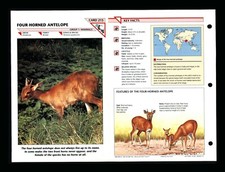 Four Horned Antelope Wildlife Fact File Mammal Animal Card Home School Study