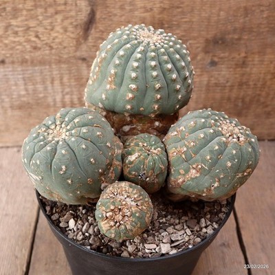 D7879 MATUCANA MADISONIORUM pot18-H14-W20 cm MaMa Cactus