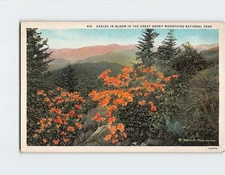 Postcard Azalea in Bloom in the Great Smoky Mountains National Park