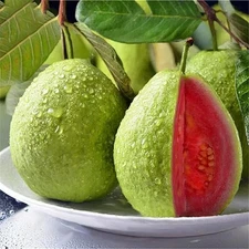 50 Red Guava Seeds – Tropical Fruit Tree with Sweet Pink Flesh for Home Garden