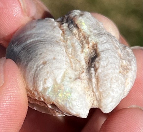 Opal Shell Fossil 37ct Coober Pedy Large Australian Opals Gem Fossils Fossilised - Picture 2 of 10