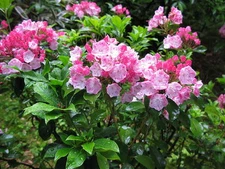 Mountain Laurel Shrub, Kalmia Latifolia, Seeds (Showy Evergreen)
