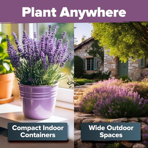 Premium English Lavender Seeds, 1500 Non-Gmo Herb Seeds, Usa-Sourced Wildflower - Picture 6 of 12