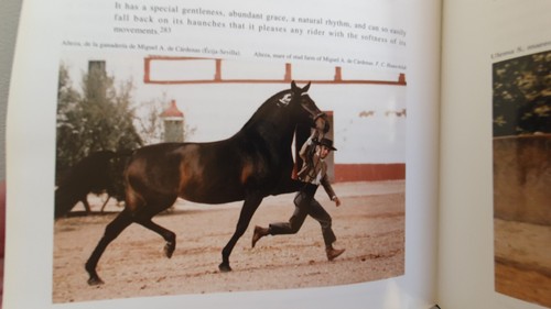 EL CABALLO ESPANOL La Evolucion, Spanish / English Juan Carios Altamirano HB VGC - Picture 13 of 16