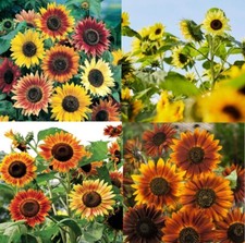 Landscaper's Pack TALL SUNFLOWERS Mixed Colors Branching Bees Finches 250 Seeds