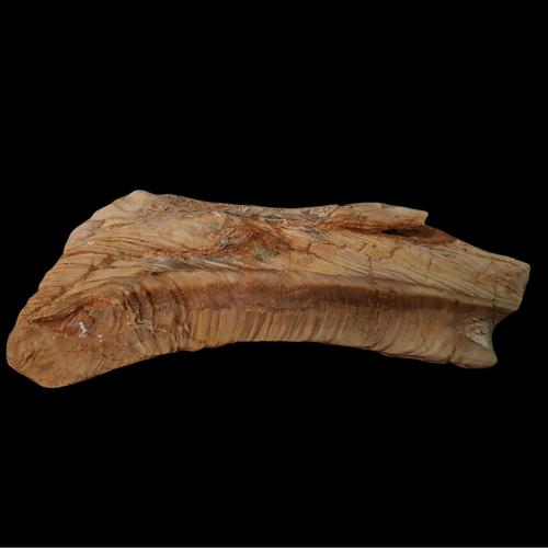 1093 g Raro Fósil Gigante Caramelo Ostra Marina - Imagen 5 de 5