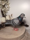 Fairtrade Wooden Hand Painted Rock Pigeon Ornament 19cm High