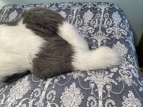 Costco CWC English Sheepdog Jumbo 56” Realistic Plush Laying Down Floor Pillow - Picture 12 of 19